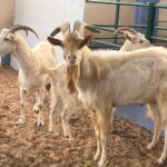 مزارع السعودي للإنتاج الحيواني – سامح وياسر